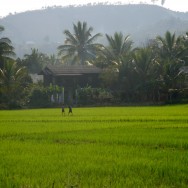 Asien 2008 Laos Luang Nam Tha